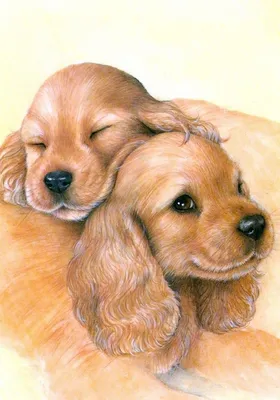 Картинки самых красивых собак для сохранения на любом устройстве | Самые красивые  собаки мира Фото №984267 скачать