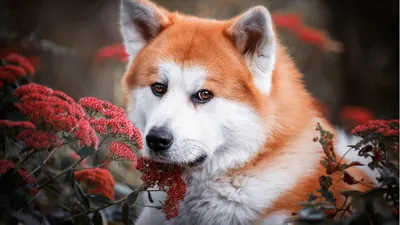 Самых красивых собак в мире показали в Сети - Питомцы 
