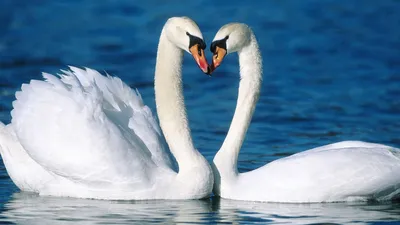 Скачать обои вода, любовь, птицы, верность, пара, лебедь, лебеди, красивые,  раздел животные в разрешении 1366x768