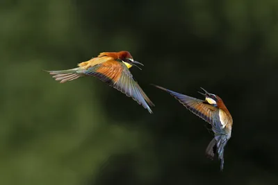 Красивые птицы в полете - 56 фото