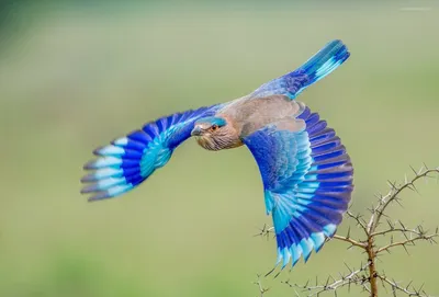Красивых птиц в природе в воздухе (51 фото) - красивые фото и картинки  