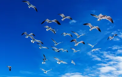 Книга Прекрасное Далеко, Часть 110, Волнительное ощущения полета. Это для  нас, а для летающих птиц это вполне обыденное действие :), Xpath читать  онлайн