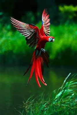 Красивые птички в полете - 32 фото: смотреть онлайн