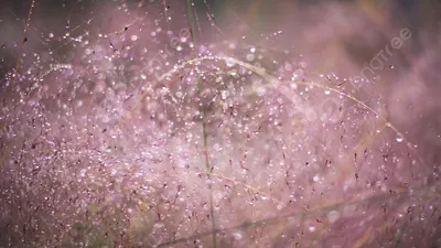 Красивая поздняя осень ранняя утренняя роса на растениях Фон И картинка для  бесплатной загрузки - Pngtree