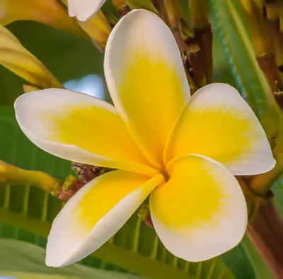 5 красивых тропических цветов со всего мира
