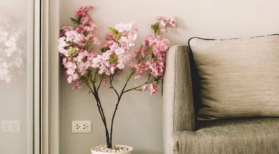 Список красивых цветущих комнатных растений с фото и названиями | 