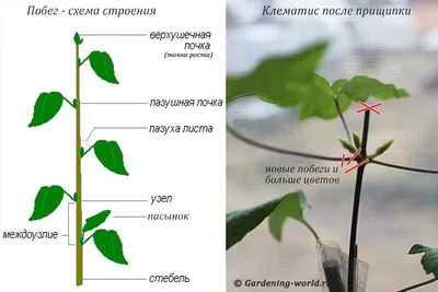 Красиво, но сложно: 5 растений, с которыми едва справляются даже опытные  цветоводы - Дом 