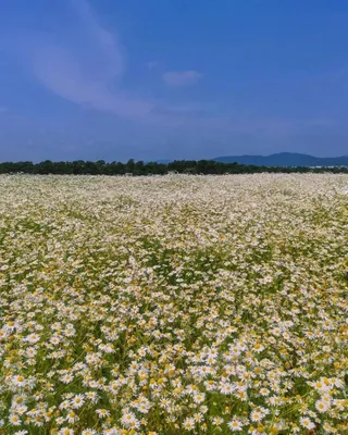 Ромашковые поля в Крыму