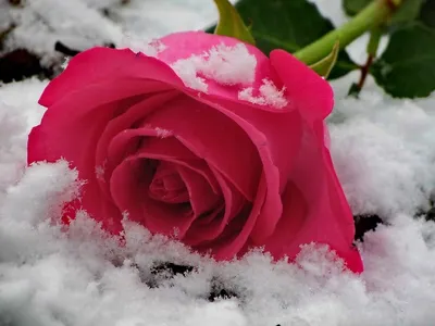 Розы на снегу снег, зима, красивые…» — создано в Шедевруме
