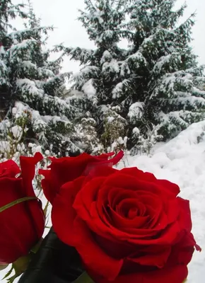 Розы на снегу (144 фото) »