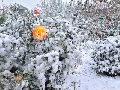 Красная роза на снегу - красивые фото