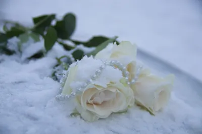 Картинки розы на снегу на рабочий стол (70 фото) » Картинки и статусы про  окружающий мир вокруг