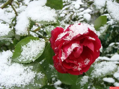 Розовые розы на снегу - 70 фото