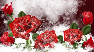 Картинки розы на снегу (68 фото) » Картинки и статусы про окружающий мир  вокруг