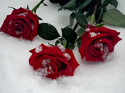 Красная роза в снегу на синем фоне :: Стоковая фотография :: Pixel-Shot  Studio