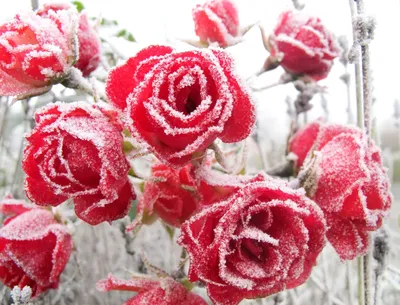 Красивые зимние розы - 86 фото