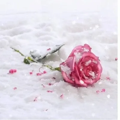 Красная роза на снегу - 71 фото