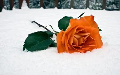 Красная роза на снегу (57 фото) »