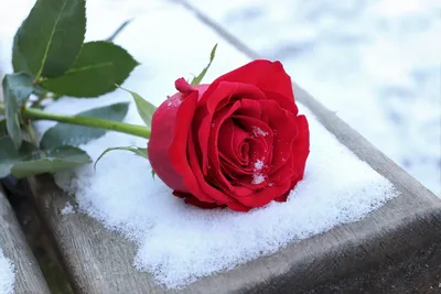 Фон рабочего стола где видно роза на снегу, мороз, зима, цветок, яркие,  красивые обои, Rose in the snow, frost, winter, flower, bright, beautiful  wallpaper