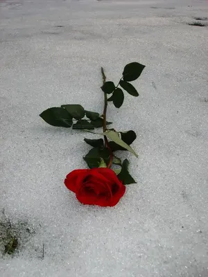 Мой разноцветный вязаный мир.: Розы и снег,вязанные мелочишки и награды.