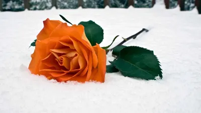 Обои Роза на снегу, картинки - Обои для рабочего стола Роза на снегу фото  из альбома: (цветы)
