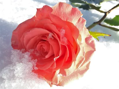 Розы на морозе - 70 фото