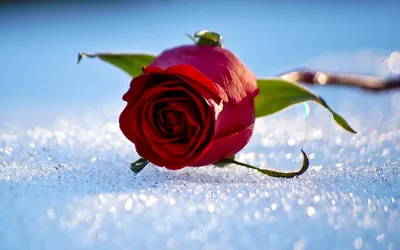 Розы в снегу, инжир на дереве, виноград не собран. Это Крым