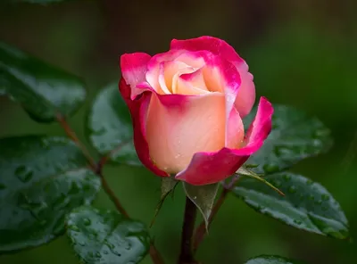 Букет красивых роз картинки - 66 фото