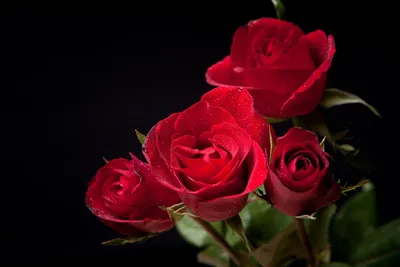 С добрым днем картинки красивые розы - 79 фото
