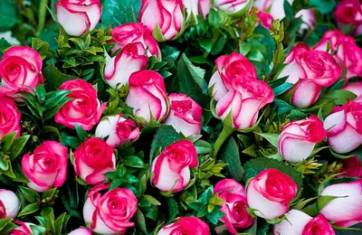 Нежные розы🌹🌹 | Розы, Винтажные цветы, Розовый букет