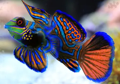 Красивые» рифовые рыбки менее всего нуждаются в охране