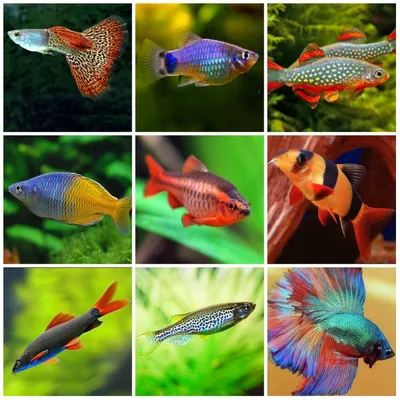 Как назвать рыбку: красивые клички и лучше имена для мальчика, девочки,  самца и самки (для петушка, золотой рыбки, гуппи)