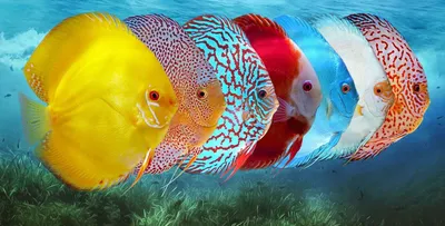Красивые морские рыбы (59 фото) - 59 фото