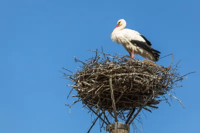 Полет с аистами — фотограф из Гродно снял уникальное видео — Вечерний Гродно