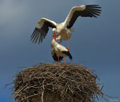 Аисты... фотореализм, семья аистов в…» — создано в Шедевруме