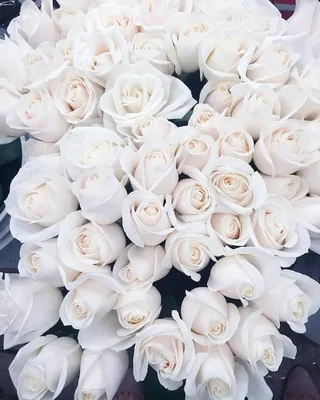Большой букет белых роз (61 фото) | Белые розы, Красивые розы, Букет