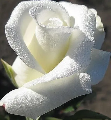 Что означают белые розы? Символизм белых роз | Во Имя Розы