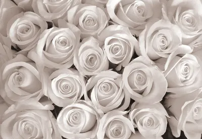 Купить букет белых роз Букет «29 белых роз» с доставкой в Астрахани -  «Даниэль»