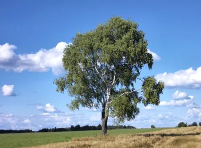 🌴Самые красивые деревья в мире!🍁 | ⭐Красота спасет мир!⭐ | Дзен