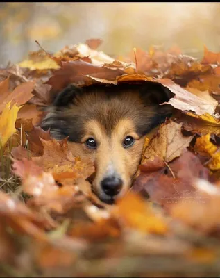 Доброе утро! Пятница. 🍁🌤️😺 | Счастливые картинки, Доброе утро, Веселые  картинки