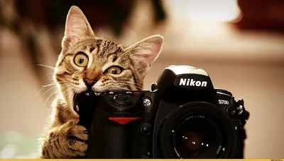Как научиться правильно фотографировать на зеркальный фотоаппарат Canon?  WOOD