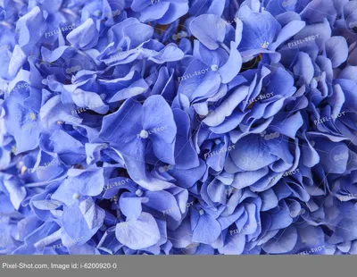 Красивые цветы гортензии в вазе на столе :: Стоковая фотография ::  Pixel-Shot Studio