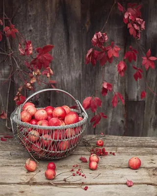Осень яблоки картинки красивые - 77 фото