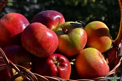 Красивые красные яблоки на ветке в саду - обои для рабочего стола,  картинки, фото
