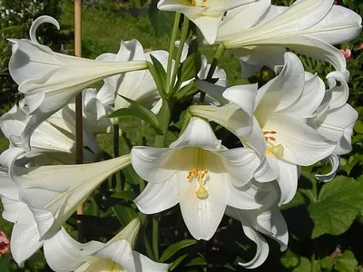 Купите лилия white heaven (уайт хевен) 2 шт 🌹 из питомника Долина роз с  доставкой!