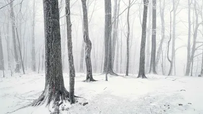 Красивые Березы Зимой — стоковые фотографии и другие картинки Зима - Зима,  Лес, Без людей - iStock