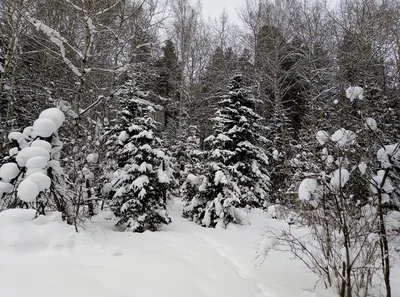 картинки : дерево, гора, снег, зима, Погода, время года, метель,  Замораживание, Снежный пейзаж, Aycuma 4752x3168 - - 1207223 - красивые  картинки - PxHere