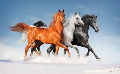Невероятно красивые кони бегут по …» — создано в Шедевруме