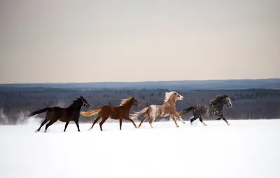 Открытки с лошадьми - 73 фото