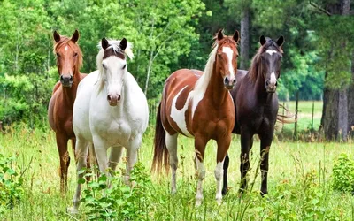 Купить Картина на холсте ′Красивые кони′ 30*40 см в Донецке | Vlarni-land -  товары из РФ в ДНР